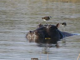 Hippo im Okavango Delta