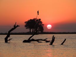 Sonnenuntergang am Chobe