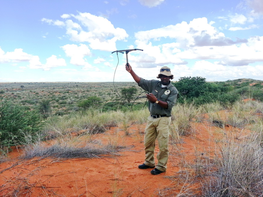 Löwen Tracking in der Kalahari