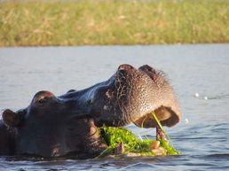 Hippo im Chobe