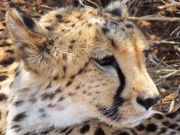 Daniell Cheetah Project