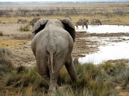 Ausguck für Elefanten im Etosha