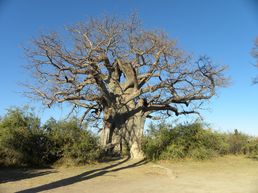 Baobab im Mahango Park