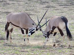 Oryx im Kgalagadi Transfrontier Park