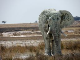 Big Green Elephant im Etosha