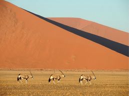 Oryx Antilopen bei Sossusvlei