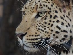 Leopardin auf Okonjima
