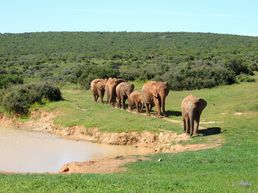Addo Elephants Park