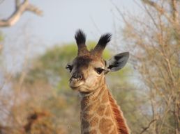 Junge Giraffe in Südafrika