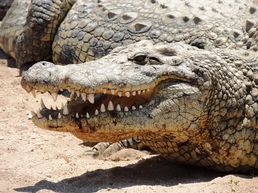 Reptile Park Hazyview