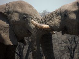 Elefantenbullen im Etosha
