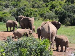 Addo Elephants