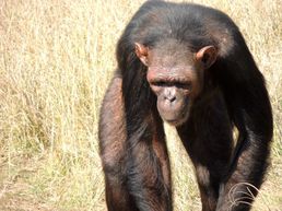 Schimpansen beim Jane Godall Centre