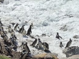 Pinguin Point South Africa