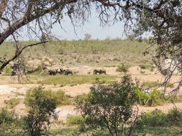 Krüger Nationalpark