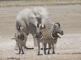 Big Elephant Etosha National Park 