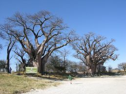 Baines Baobabs Nxai N.P.