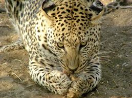 Leopardin nördlich von Windhoek