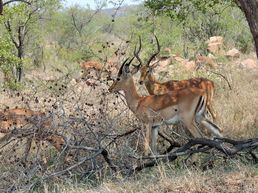 Impalas in Südafrika
