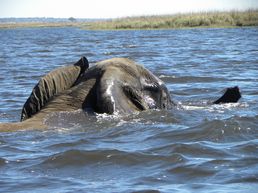 Schwimmender Elefant im Chobe
