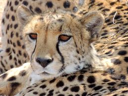 Daniell Cheetah Project