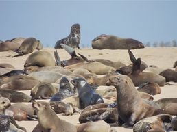 Robbenkolonie bei Walvis Bay