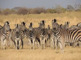 Zebra Herde