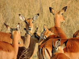 Impalas im Chobe