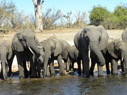 Elefanten am Chobe