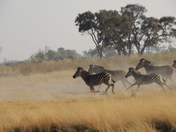 Auf Fusspirsch im Okavango Delta