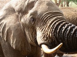 Elefanten im Okavango Delta