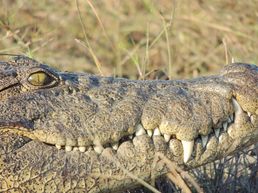 Krokodil Botswana