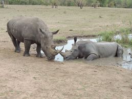 Endangered Species
