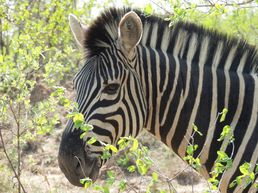 Zebra in Südafrika