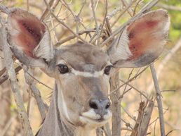 Kudu in der Savuti