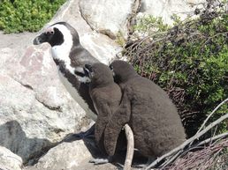 Pinguin Point South Africa
