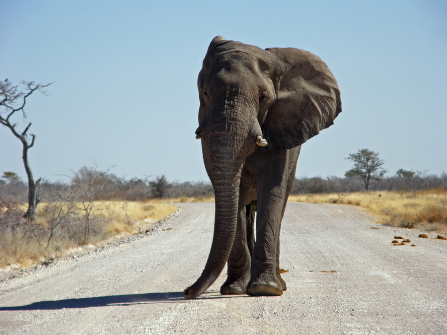 riesiger Elefantenbulle im Etosha