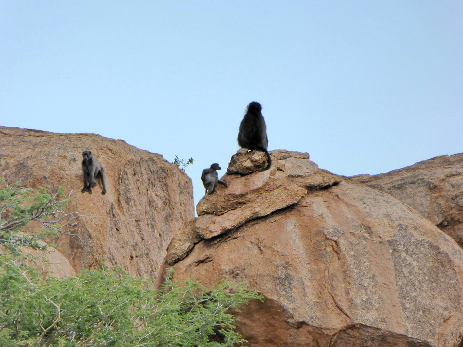 Paviane im Erongo Gebirge