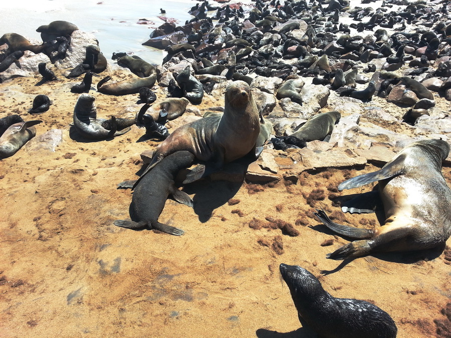 Robbenkolonie bei Cape Cross