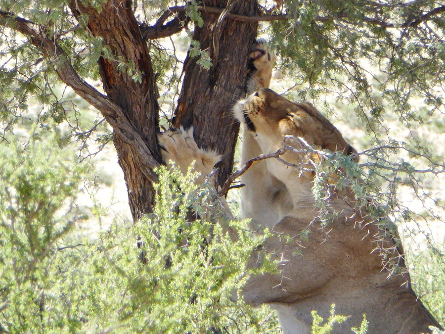 Löwin im Kgalagadi Park