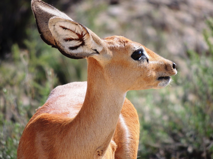 Steinböckchen im Kgalagadi Park