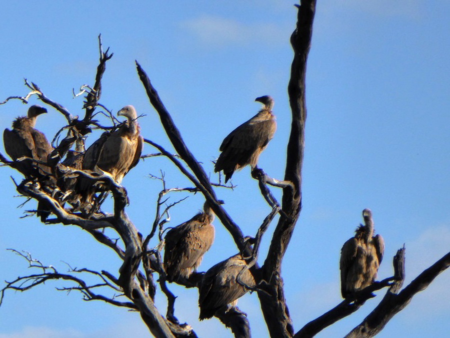 Geier in der Kalahari